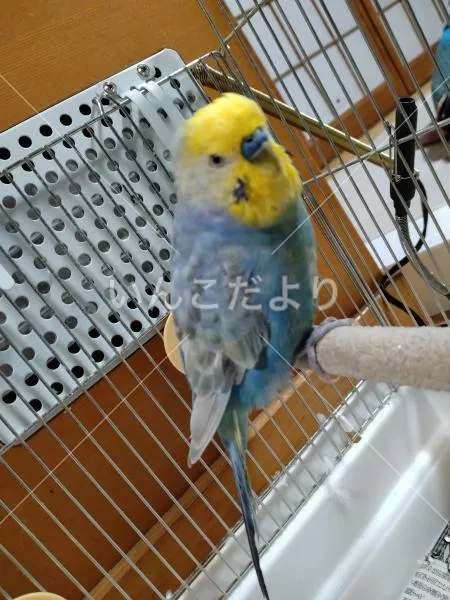 コメントの画像