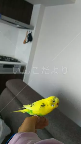 コメントの画像