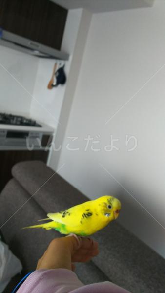 コメントの画像