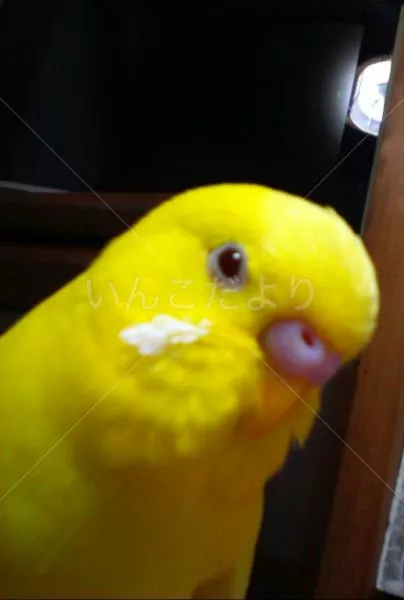 コメントの画像