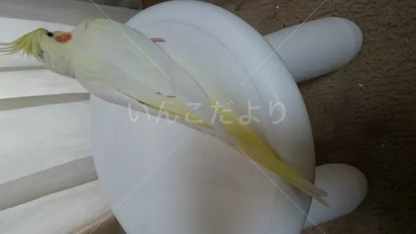 コメントの画像