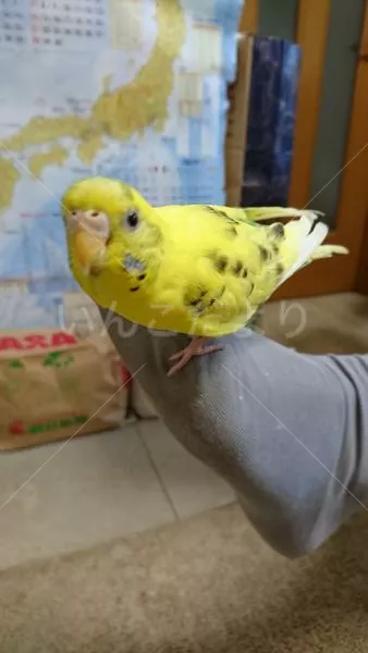 コメントの画像