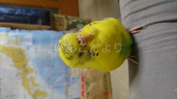 コメントの画像