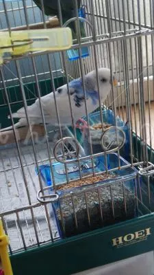 コメントの画像