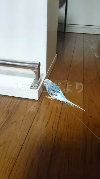 コメントの画像