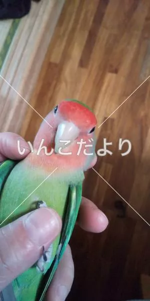 コメントの画像