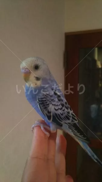 コメントの画像