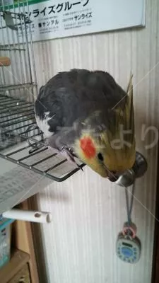 コメントの画像