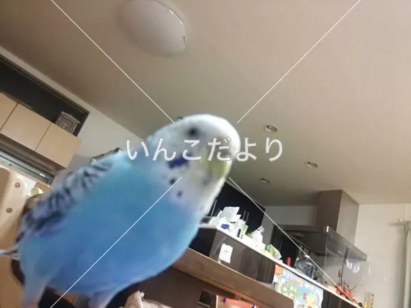 コメントの画像