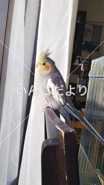 コメントの画像