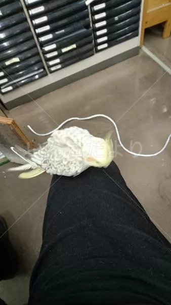 コメントの画像