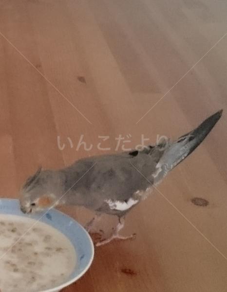 コメントの画像