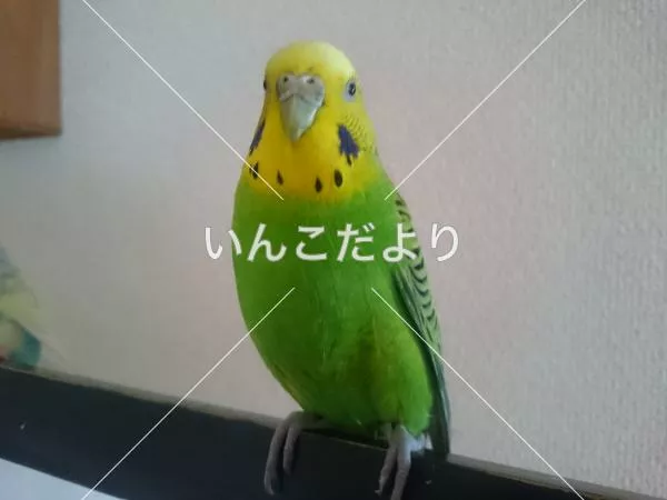 コメントの画像