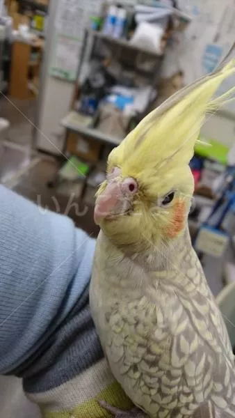 コメントの画像