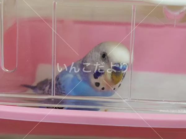 コメントの画像