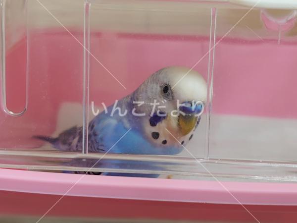 コメントの画像