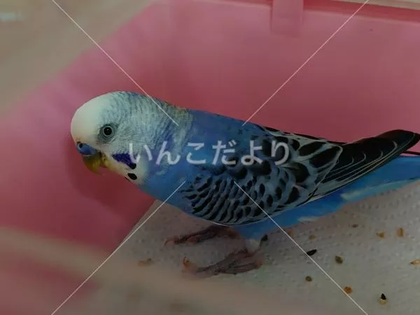 コメントの画像