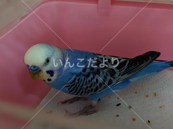 コメントの画像
