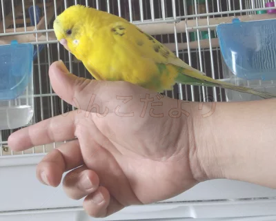 コメントの画像