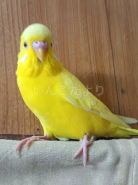 コメントの画像