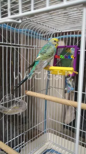 コメントの画像