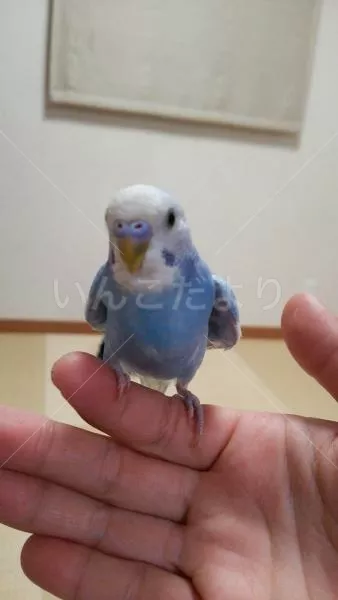 コメントの画像