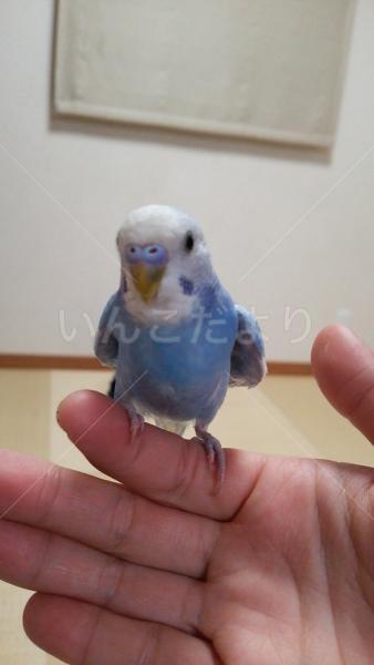 コメントの画像