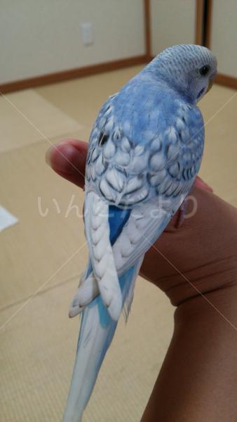 コメントの画像