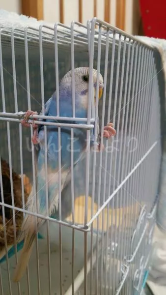 コメントの画像