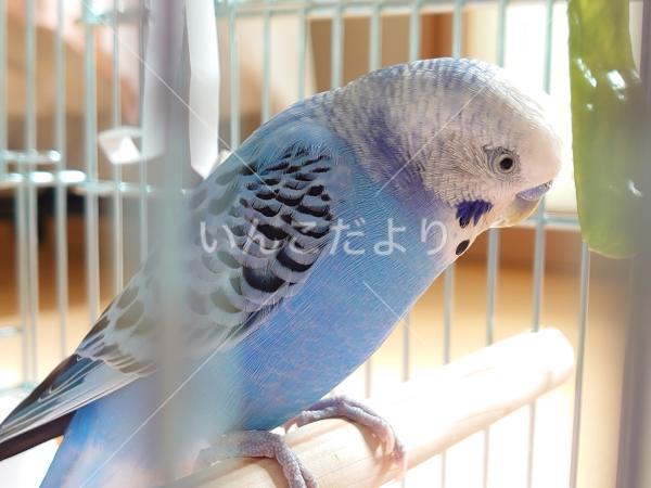 コメントの画像