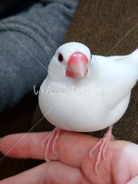 コメントの画像