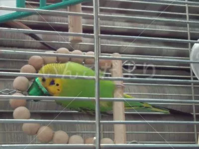 コメントの画像