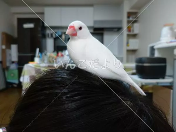 コメントの画像