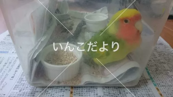 コメントの画像