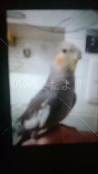 コメントの画像