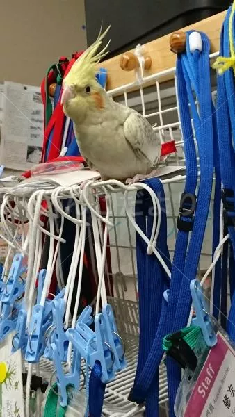 コメントの画像