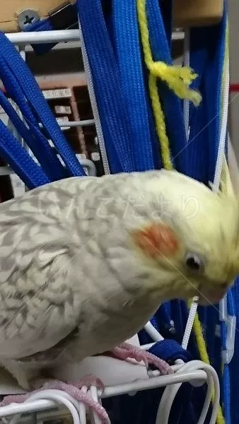 コメントの画像