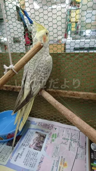 コメントの画像