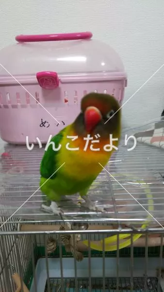 コメントの画像