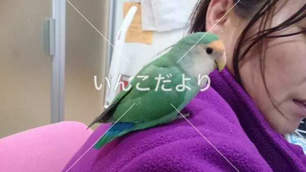 コメントの画像