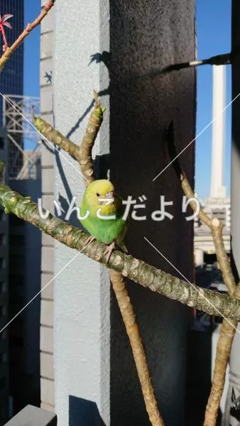 コメントの画像