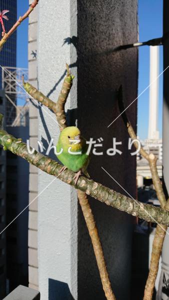 コメントの画像