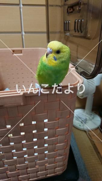 コメントの画像