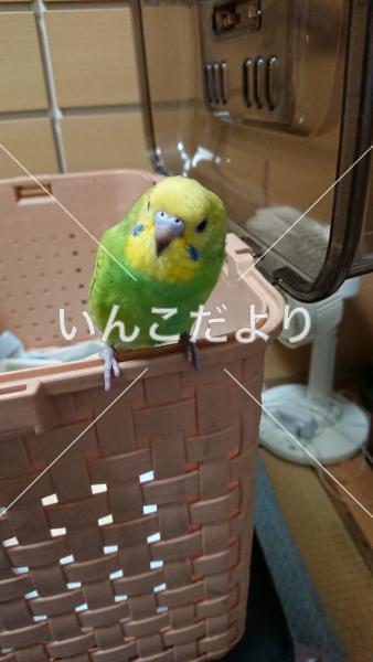 コメントの画像