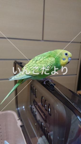 コメントの画像