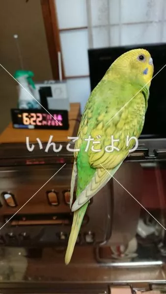 コメントの画像