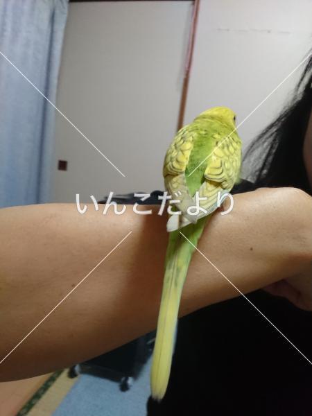 コメントの画像