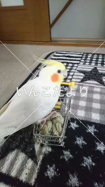 コメントの画像