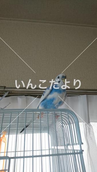 コメントの画像
