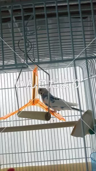 コメントの画像